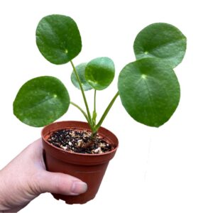 Pilea Peperomioides (Chinese Money Plant)