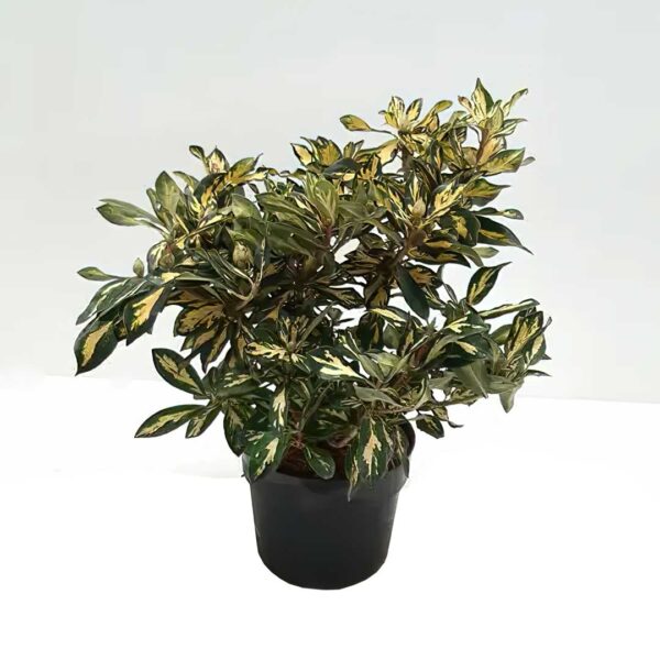 Rhododendron-Blattgold