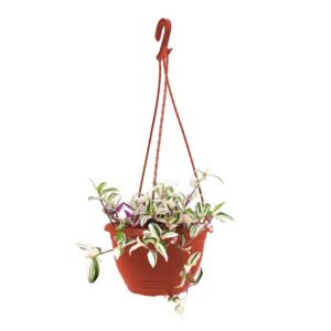 Tradescantia Fluminensis Tricolour - Hanging indoor plant