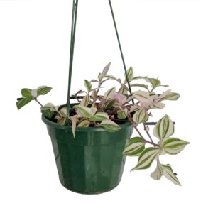Tradescantia Fluminensis Tricolour - Hanging indoor plant
