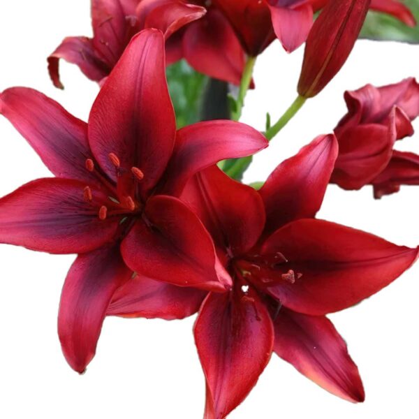 Aesthetic Lilly flowers (Deep Red)