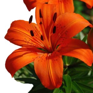 Aesthetic-Lilly-flowers-(Orange)