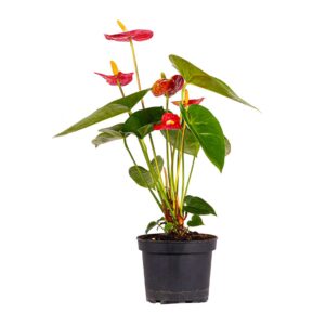 Anthurium Andreanum 'Red Winner' - Red Flower, Indoor Plant Pot 16cm
