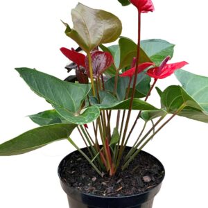Anthurium Andreanum 'Red Winner' - Red Flower, Indoor Plant Pot 16cm