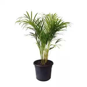 Areca Palm ‘Chrysalidocarpus lutescens’ – Air Purifying Indoor Plant