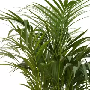 Areca Palm ‘Chrysalidocarpus lutescens’ – Air Purifying Indoor Plant