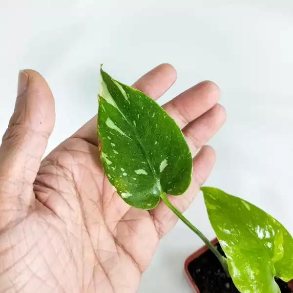baby monstera constaltion rare plant, indoor plant in egypt