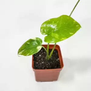 baby monstera constaltion rare plant, indoor plant in egypt