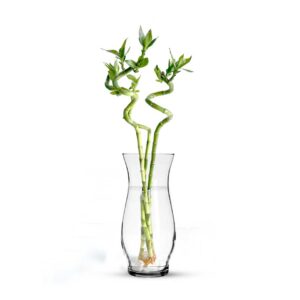 Modern Glass Vase For Indoor Plants