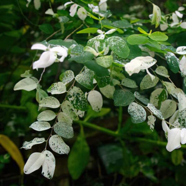 Breynia Disticha - Phyllanthus 'Roseo-picta' (Ice-cream Bush, Snow Bush)