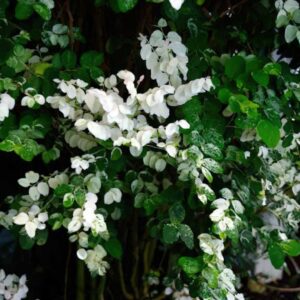 Breynia Disticha - Phyllanthus 'Roseo-picta' (Ice-cream Bush, Snow Bush)