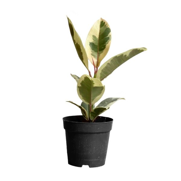 Ficus Elastica Tineke - Variegated Rubber Plant