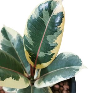 Ficus Elastica Tineke - Variegated Rubber Plant