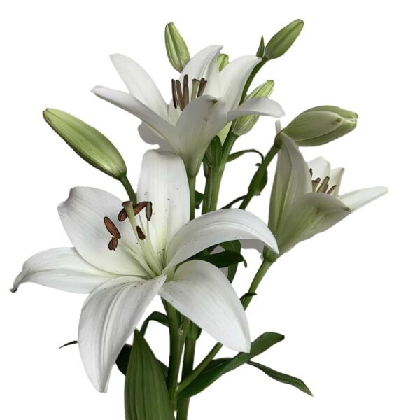Lilium ‘Casa Blanca’ - Oriental Lilly Flowers 'White' - Planted Bulbs, Aromatic Plant