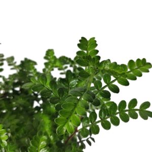 Zanthoxylum fagara - Lime Prickly Ash Plant