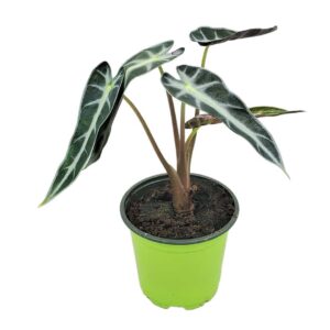 Baby Plant - Alocasia-Bambino-aka-African-mask-live-rare-house-plants - Pot12cm