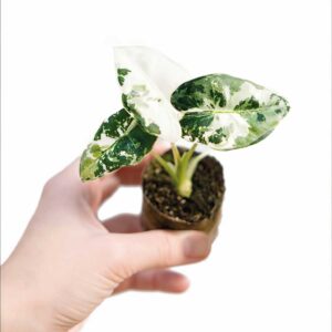 Baby-Plant-Alocasia-Frydek-Variegata-Pot-10cm