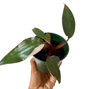 Baby Plant - Philodendron 'Pink-Princess' - Pot 12cm, Indoor Plant