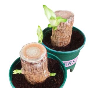 Brazilwood-Hydroponic Plants Groot Lucky Wood Potted