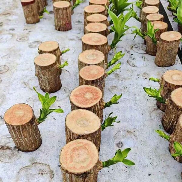 Brazilwood-Hydroponic Plants Groot Lucky Wood Potted