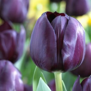 Tulip “Tulip Black Bean”