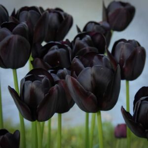 Tulip “Queen of Night”