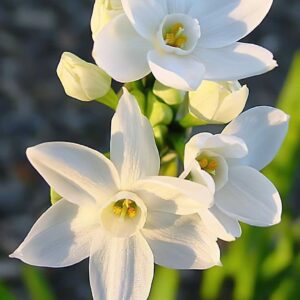 Paper white Daffodils