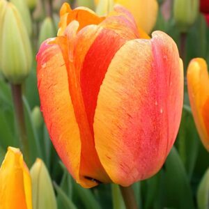 Tulip “Beauty of Apeldoorn”