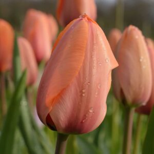 Tulip “Stunning Apricot”