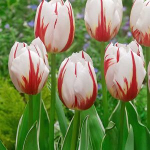 Tulip “Happy Generation”