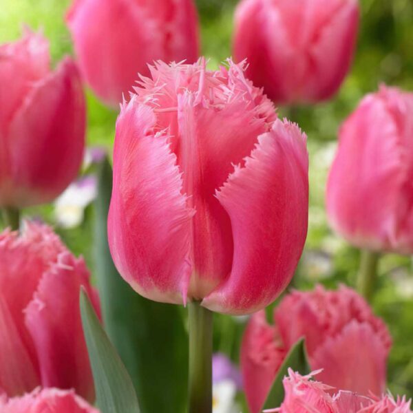 Tulip “Cacharel”