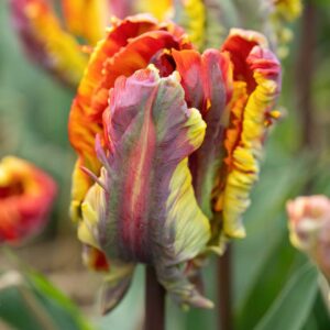 Tulip “Rasta Parrot”