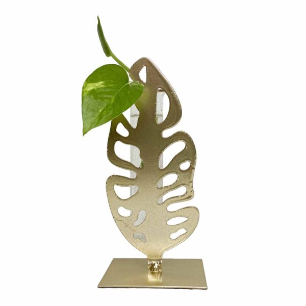 Monstera leaf shape - propagation station