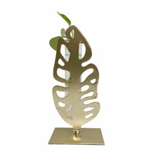 Monstera leaf shape - propagation station