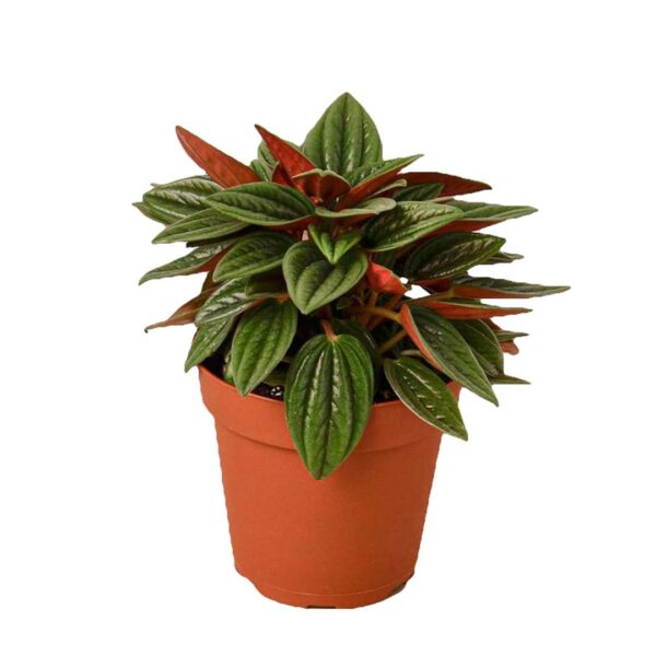 Baby Plant - Peperomia Rosso - Pot 12cm