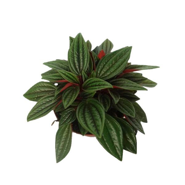 Baby Plant - Peperomia Rosso - Pot 12cm