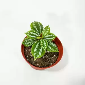 Baby Plant Pilea Cadierei 'Aluminum Plant'