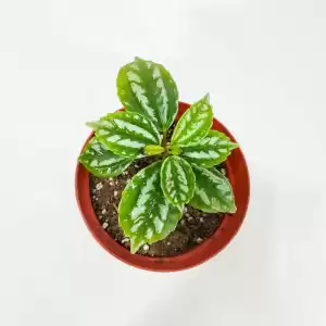 Baby Plant Pilea Cadierei 'Aluminum Plant'