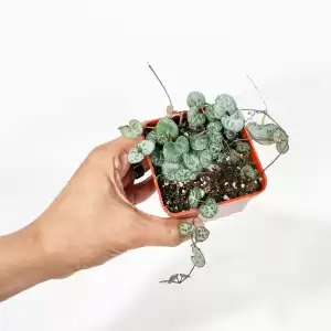 String Of Hearts-Ceropegia woodii Hanging Succulent