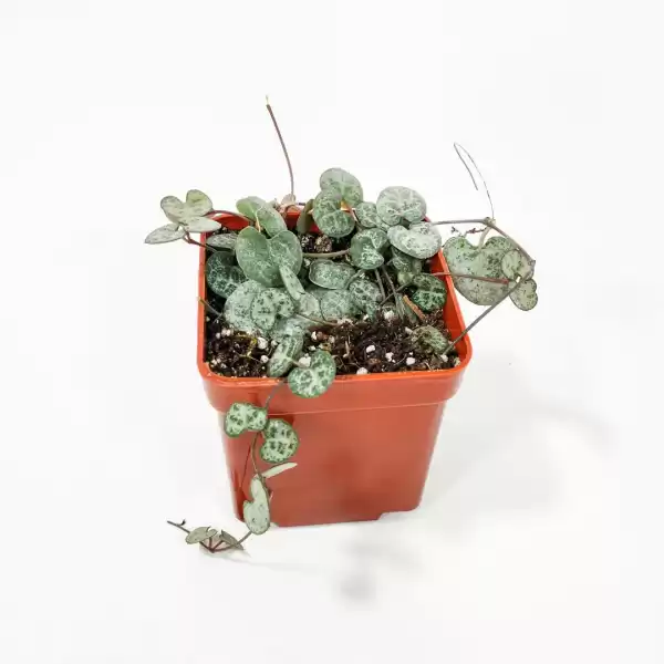 String Of Hearts-Ceropegia woodii Hanging Succulent