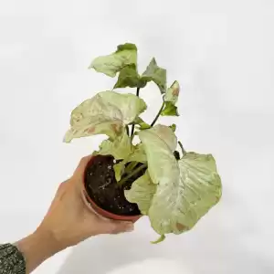 baby-plant-syngonium-milk-confetti-pot-12cm-indoor-plant