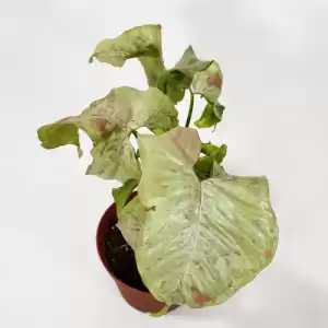 baby-plant-syngonium-milk-confetti-pot-12cm-indoor-plant