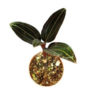 baby-plant-the-jewel-orchid-pot-12cm