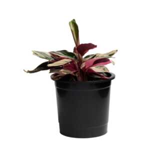 Ctenanthe triostar, never-never plant, triostar plant, prayer plant, indoor plant, air-purifying plant, easy-care plant, variegated plant, pink plant, houseplant