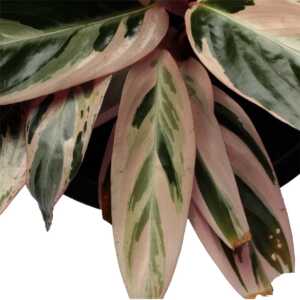Ctenanthe triostar, never-never plant, triostar plant, prayer plant, indoor plant, air-purifying plant, easy-care plant, variegated plant, pink plant, houseplant