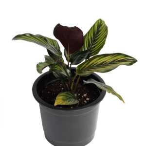Calathea Beauty Star, variegated plant, air-purifying plant, prayer plant, easy-care plant, indoor plant, unique gift, pink plant, jungle vibes, houseplant