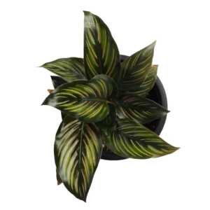 Calathea Beauty Star, variegated plant, air-purifying plant, prayer plant, easy-care plant, indoor plant, unique gift, pink plant, jungle vibes, houseplant