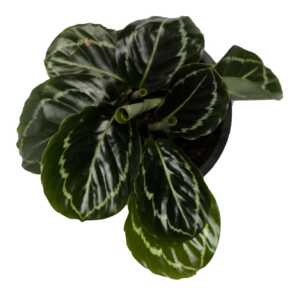 Calathea Jungle Rose, indoor plant, house plant, online plant shop in egpy, online nursery in egypt