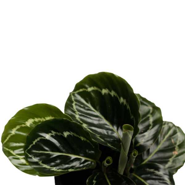 Calathea Jungle Rose, indoor plant, house plant, online plant shop in egpy, online nursery in egypt