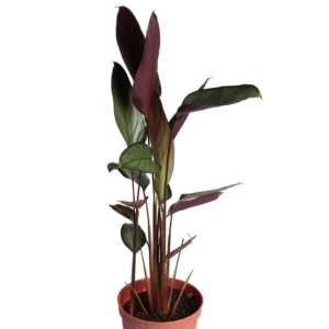 Ctenanthe 'Grey Star' (Never Never Plant), Indoor Plant, house plant, tropical indoor plant, online plant shop in egypt, online nursery in egypt, cairo house plant